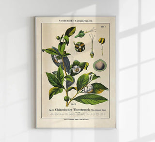 Chinese Tee Plant Poster | Asiatisch inspiriert | Handgefertigt in Berlin