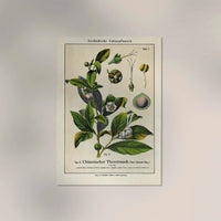 Chinese Tee Plant Poster | Handgefertigt Berlin | Botanischer Kunstdruck — Ansicht 2