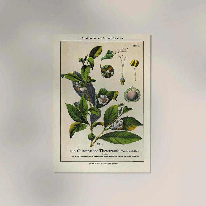 Chinese Tee Plant Poster | Handgefertigt Berlin | Botanischer Kunstdruck — Ansicht 2