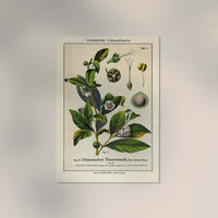Chinese Tee Plant Poster | Handgefertigt Berlin | Botanischer Kunstdruck — Ansicht 2
