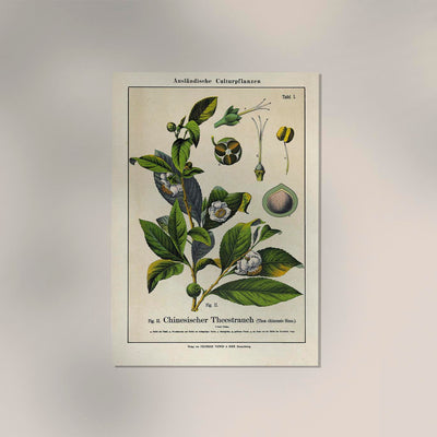 Chinese Tee Plant Poster | Handgefertigt Berlin | Botanischer Kunstdruck