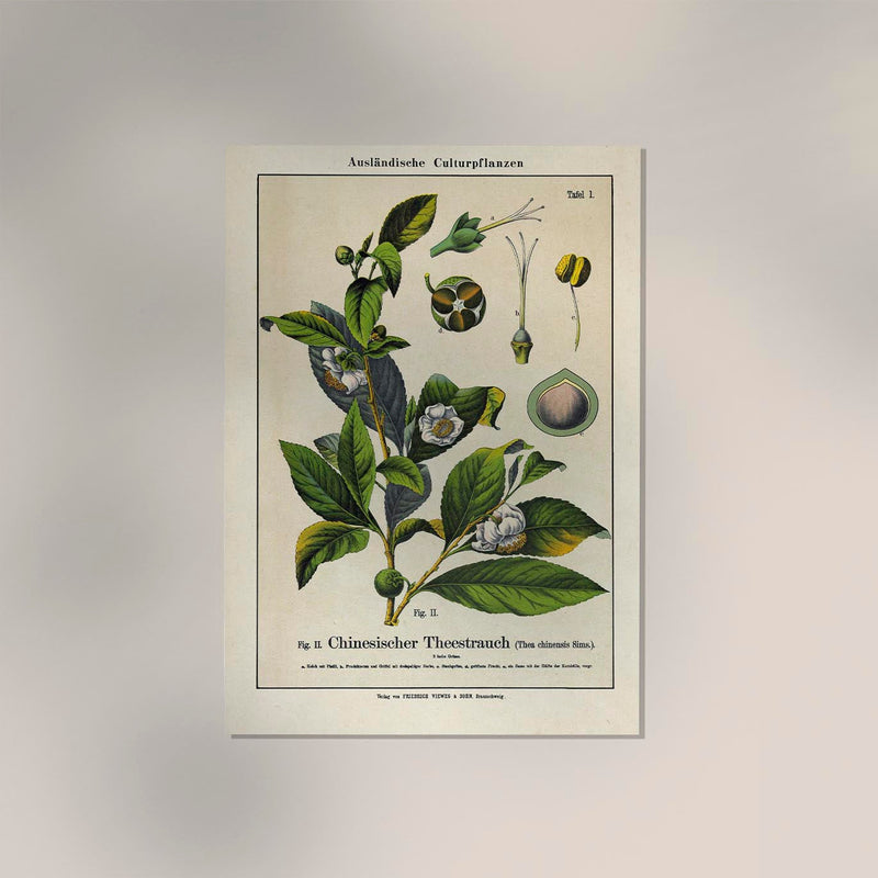 Chinese Tee Plant Poster | Handgefertigt Berlin | Botanischer Kunstdruck — Ansicht 2
