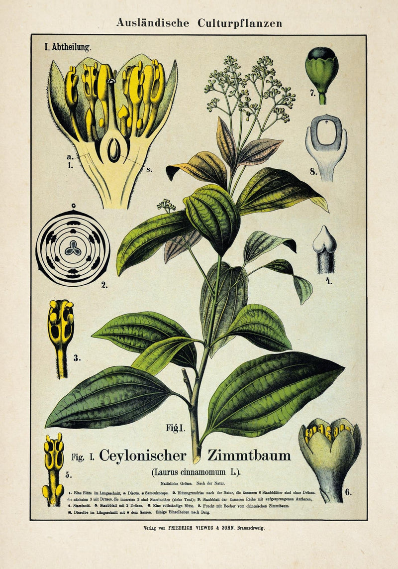 Cinnamon Plant Poster – Botanical Fine Art Print | Patroa Studio — Ansicht 3