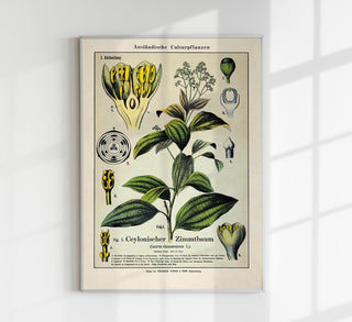 Cinnamon Plant Poster – Botanical | Fine Art | Canvas