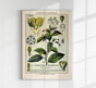 Cinnamon Plant Poster – Botanical Fine Art Print | Patroa Studio