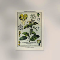 Cinnamon Plant Poster – Botanical Fine Art Print | Patroa Studio — Ansicht 2