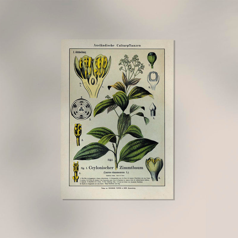 Cinnamon Plant Poster – Botanical Fine Art Print | Patroa Studio — Ansicht 2