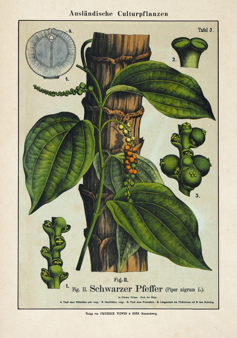 Black Pepper Plant Poster - Botanical Fine Art Print — Ansicht 3