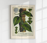 Black Pepper Plant Poster - Botanical Fine Art Print — Ansicht 1