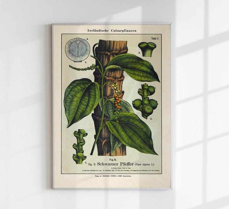 Black Pepper Plant Poster - Botanical Fine Art Print — Patroa Studio