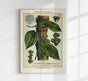 Black Pepper Plant Poster - Botanical Fine Art Print