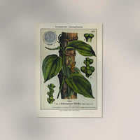 Black Pepper Plant Poster - Botanical Fine Art Print — Ansicht 2