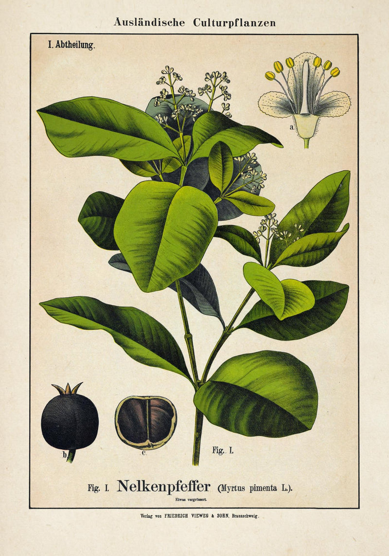 Clove Plant – Fine Art Print | Botanische Studie | Ausstellungsposter — Ansicht 3