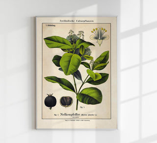 Clove Plant – Fine Art Print | Botanische Studie | Ausstellungsposter