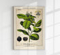 Clove Plant – Fine Art Print | Botanische Studie | Ausstellungsposter