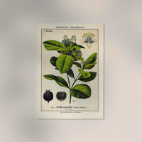 Clove Plant – Fine Art Print | Botanische Studie | Ausstellungsposter — Ansicht 2