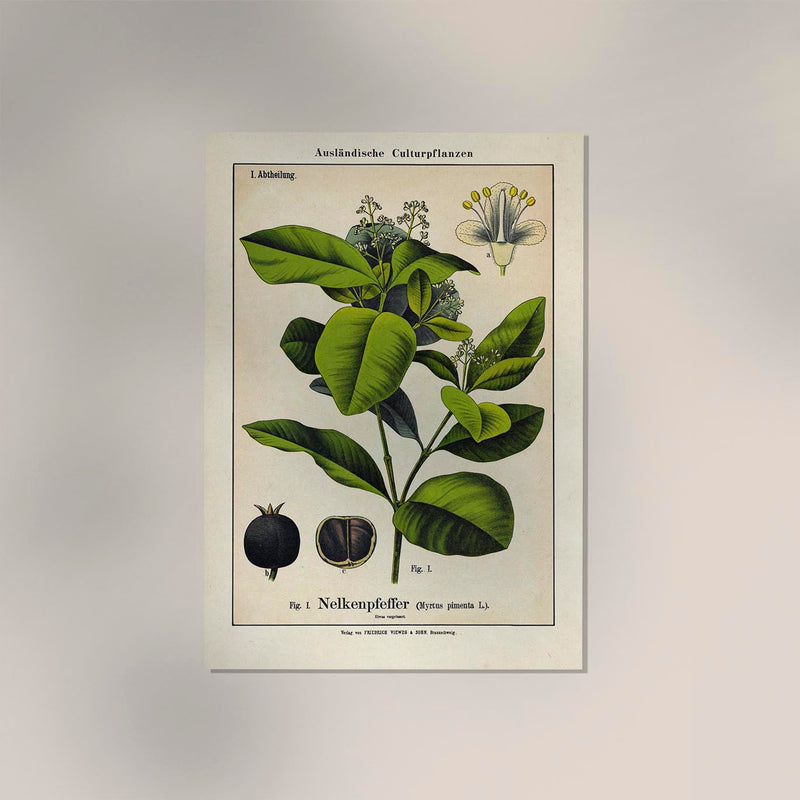 Clove Plant – Fine Art Print | Botanische Studie | Ausstellungsposter — Ansicht 2
