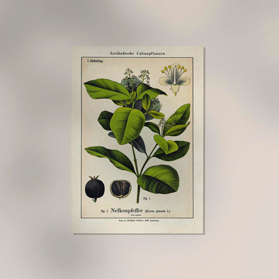 Clove Plant – Fine Art Print | Botanische Studie | Ausstellungsposter