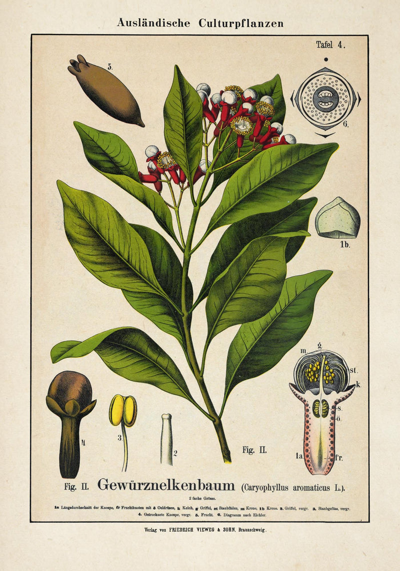 Clove Flower Plant – Fine Art Print | Botanical Study | Exhibition Poster — Ansicht 3