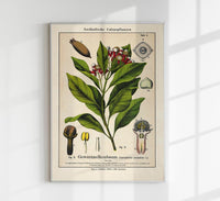 Clove Flower Plant – Fine Art Print | Botanical Study | Exhibition Poster — Ansicht 1