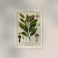 Clove Flower Plant – Fine Art Print | Botanical Study | Exhibition Poster — Ansicht 2