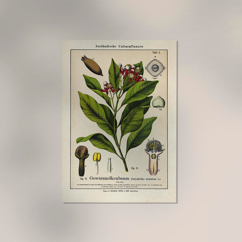 Clove Flower Plant – Fine Art Print | Botanical Study | Exhibition Poster — Ansicht 2
