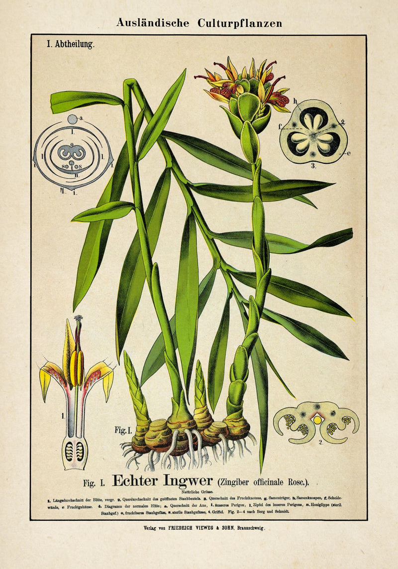 Ginger Plant Poster – Ingwer-Botanik Fine Art Print Canvas | Patroa Studio — Ansicht 3