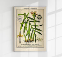 Ginger Plant Poster – Ingwer-Botanik Fine Art Print Canvas | Patroa Studio — Ansicht 1