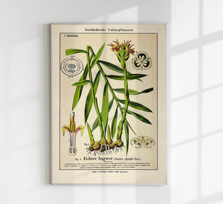 Ginger Plant Poster – historisches Ingwer-Botanikposter als Fine Art Wandkunst für Küche, Teeecke, Spa oder Galerie-Wall im klassischen Heilpflanzen-Studien-Stil
