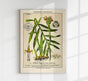 Ginger Plant Poster – Ingwer-Botanik Fine Art Print Canvas | Patroa Studio