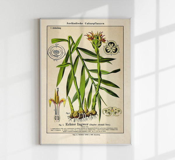 Ginger Plant Poster – Ginger Botany Fine Art Print Canvas | Patroa Studio