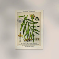 Ginger Plant Poster – Ingwer-Botanik Fine Art Print Canvas | Patroa Studio — Ansicht 2