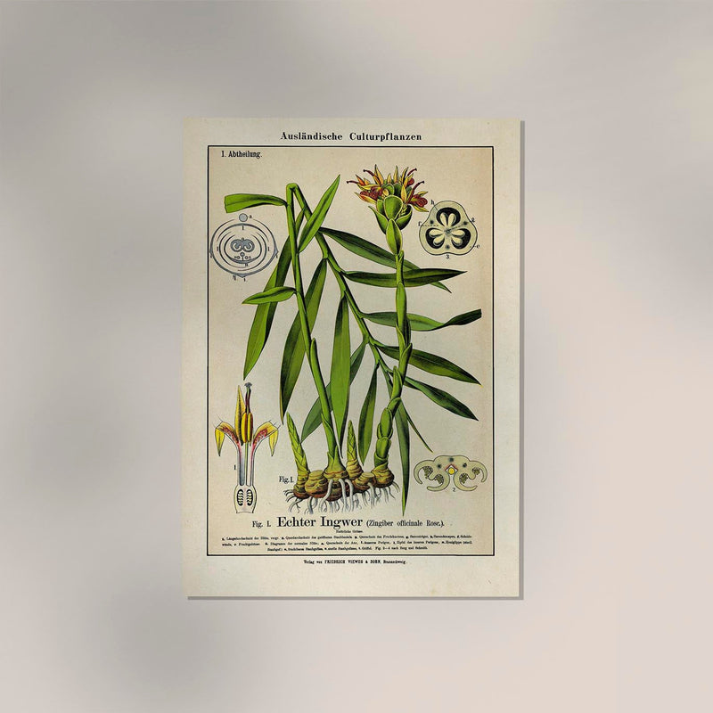 Ginger Plant Poster – Ingwer-Botanik Fine Art Print Canvas | Patroa Studio — Ansicht 2