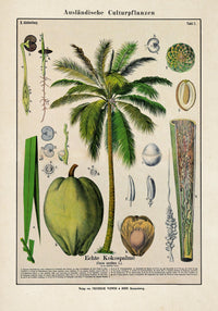 Coconut Palm Tree – Fine Art Print Botanische Studie Wandposter — Ansicht 3