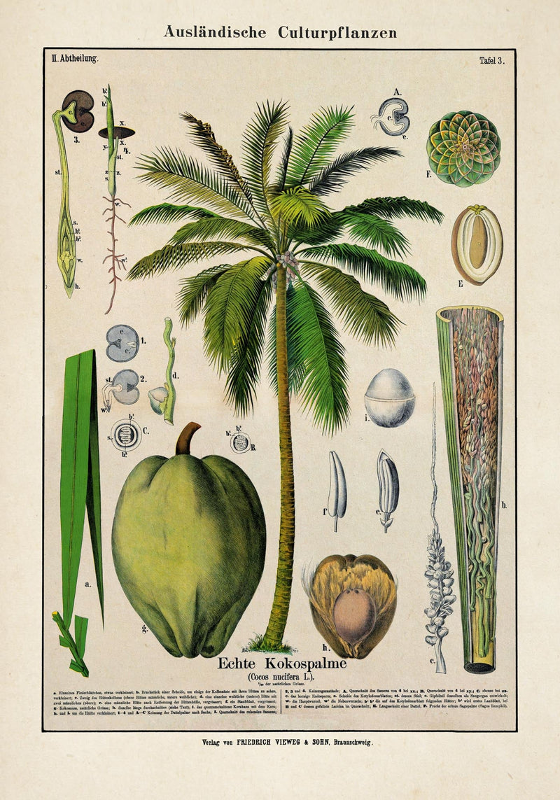 Coconut Palm Tree – Fine Art Print Botanische Studie Wandposter — Ansicht 3