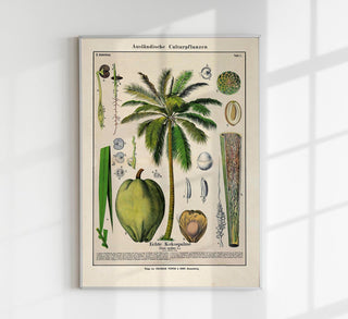 Coconut Palm Tree – Fine Art Print | Botanische Studie | Ausstellungsposter
