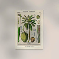 Coconut Palm Tree – Fine Art Print Botanische Studie Wandposter — Ansicht 2