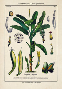 Banana Musa Tree Plant Poster – Botanical Illustration Fine Art Print UV Resistant — Ansicht 3