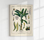 Banana Musa Tree Plant Poster – Botanical Illustration Fine Art Print UV Resistant