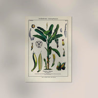 Banana Musa Tree Plant Poster – Botanical Illustration Fine Art Print UV Resistant — Ansicht 2