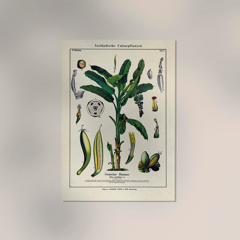 Banana Musa Tree Plant Poster – Botanical Illustration Fine Art Print UV Resistant — Ansicht 2