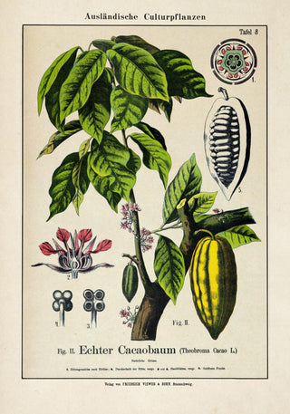 Cocoa Plant – Fine Art Print | Botanische Studie | Ausstellungsposter