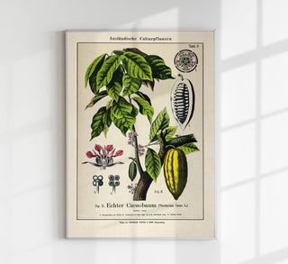 Cocoa Plant – Fine Art Print | Botanische Studie | Ausstellungsposter