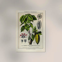 Cocoa Plant – Fine Art Print | Botanical Study | Patroa Studio — Ansicht 2