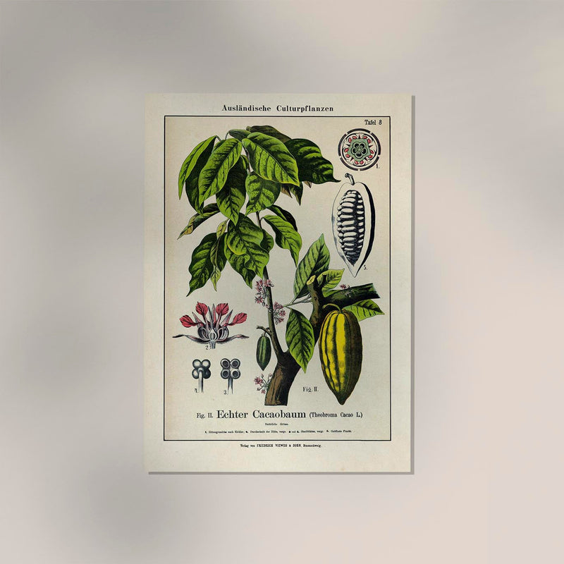 Cocoa Plant – Fine Art Print | Botanical Study | Patroa Studio — Ansicht 2