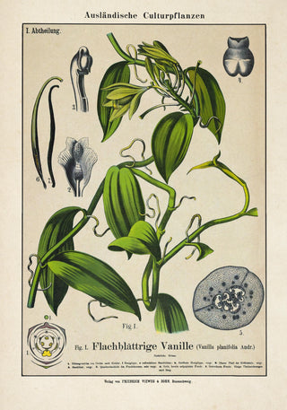 Vanilla Plant Poster – Fine Art Print | UV-Resistant | Botanical Edition