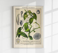 Vanilla Plant Poster Fine Art Print UV-Resistant Botanische Illustration — Ansicht 1