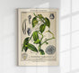 Vanilla Plant Poster Fine Art Print UV-Resistant Botanische Illustration