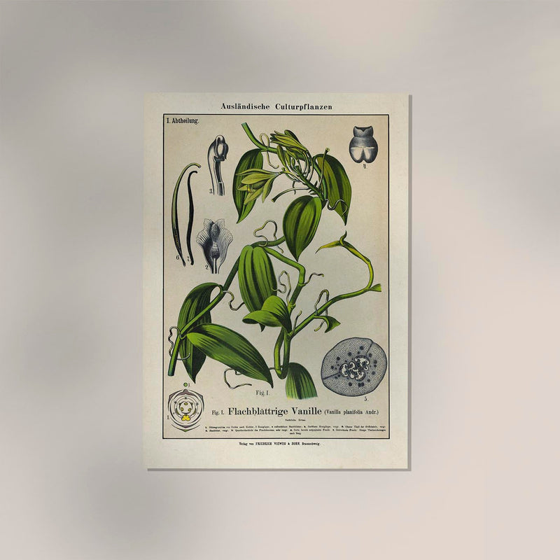 Vanilla Plant Poster Fine Art Print UV-Resistant Botanische Illustration — Ansicht 2