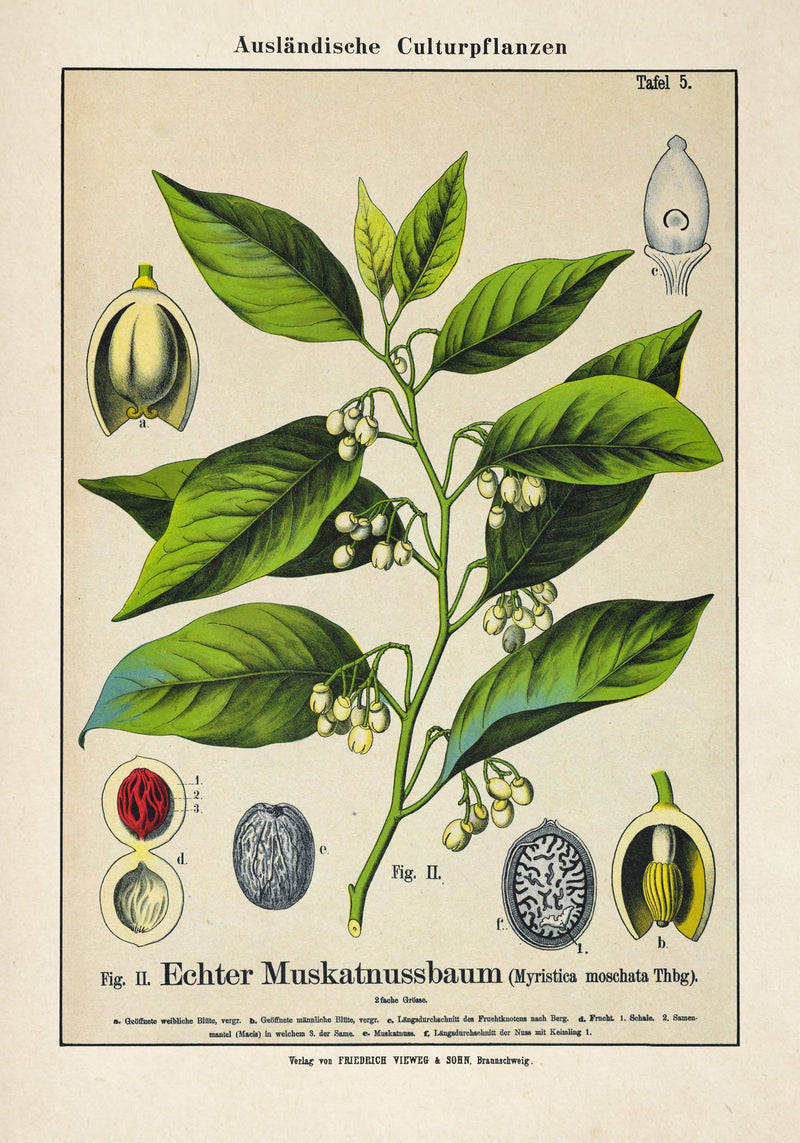 Nutmeg Plant Poster – Botanical Illustration | Fine Art Print | Vintage Style — Ansicht 3